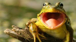 How do you say to give a ticket in spanish. Why Do Frogs Say Ribbit