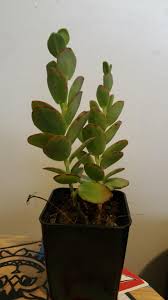 Flowering kalanchoes are plants that are often seen around the holidays. Kalanchoe Marnieriana Marnier S Kalanchoe Succulents