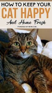 How To Keep Your Cat Happy And Home Fresh Powered By Mom Cats Healthy Cat Puppy Care