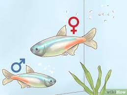 How To Breed Neon Tetras 14 Steps With Pictures Wikihow