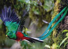 En lo posible, se han seleccionado aves en libertad. El Quetzal Ave Nacional De Guatemala Revista Ayer Y Hoy