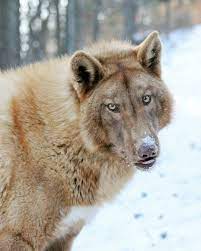 So Beautiful Wolf Hybrid Dogs Hybrid Dogs Wolf Dog
