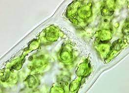 It is surrounded by two membranes. Plant Life Cell Wall