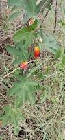 Image result for Coccinia sessilifolia