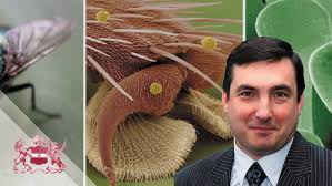 Put a Pin in it: Exploring the Insect Collections of Linnaeus & Smith