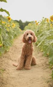 Maybe you would like to learn more about one of these? County Fair Labradoodles In North Carolina 0 Reviews Gmad