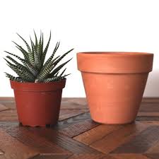 Most methods will work just fine! How To Repot Succulents Leaf Clay