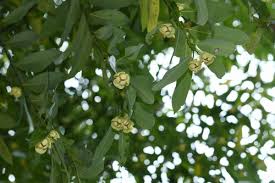 Image result for Sphaerocoryne gracilis