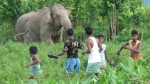 Elephant and tiger attacks highlight ...