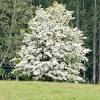 The rowan tree its uses and powers of divine inspiration and association to imbolc, druids, norse runes and mercury. Https Encrypted Tbn0 Gstatic Com Images Q Tbn And9gcsihvov6btgnn1axc6jmti61dp65sruvsr76dbuzkd40fq1sxaf Usqp Cau