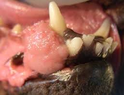 Specific signs will depend on where the tumor is located and may include a swollen paw, eye discharge or sores in the mouth. The Pet Dentist Veterinary Dentistry In Wesley Chapel Fl