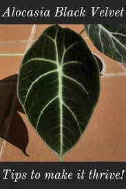 Alocasia Black Velvet Care Guide Propagation Tips In 2021 Alocasia Plant House Plant Care Plants