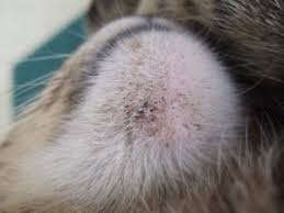 It somewhat looks like blackhead in humans, though they are usually smaller and closer together. There Has Been A Lot Of Black Stuff It Combs Out Easily Underneath My Cat S Chin What Could Be The Cause Of This Quora