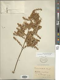 Image result for Vernonia conferta