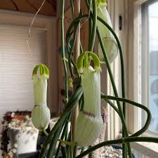 Image result for Ceropegia circinata