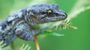 Image result for Sounds Of Lizards Like Sawing Wood