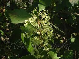 Image result for Gymnosporia senegalensis