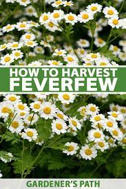 How To Harvest Feverfew Gardener S Path Medicinal Herbs Garden Herbal Plants Feverfew Plant