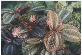 Pilea Cadierei Pan Am Friendship Plant An Easy To Grow House Plant Its Eliptical Leaves Are Dark Olive Green Wi Plants Growing Plants Indoors House Plants