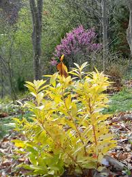 For best coloring, place it in light shade with. Illicium Parviflorum Florida Sunshine Florida Sunshine Anise Florida Sunshine Illicium North Carolina Extension Gardener Plant Toolbox