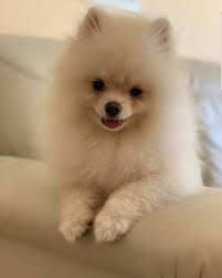 Pomeranian Cute Pomeranian Pomeranian Dog Pomeranian