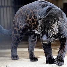 Thisisamans World On Instagram The Next Time You Face A Challenge Remember That The Cost Of Success Is Far Che Melanistic Animals Animals Beautiful Animals
