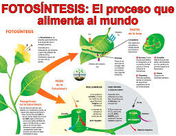 Agro Krebs - La fotosíntesis es un proceso químico que convierte dióxido de  carbono en compuestos orgánicos, especialmente, utilizando la energía  solar. Esta función clorofílica convierte la materia inorgánica en materia  orgánica