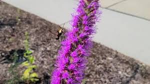 Image result for Pycnostachys schliebenii