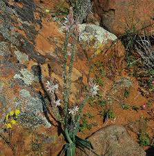 Image result for Trachyandra burkei