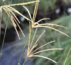 Image result for Chloris gayana