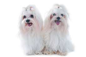 Dogs Who Don T Shed Separating Fact From Fiction
