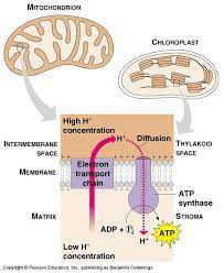 Cuntinuuum The Electron Transport Chain Is Science Biology Classroom Displays Life Science