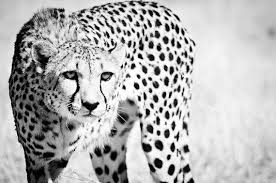 Cheetah Home Decor Modern Fine Art Animal Photography Monochrome Black And White Wall Art Black And White Wall Art Fine Art Animal Photography