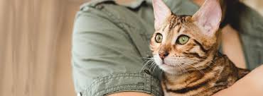 From doctors to practice managers to support staff, we're looking for great people to help run our practice. Home Veterinarian In Marion In Comfort Veterinary Hospital