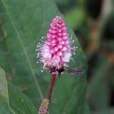 Image result for Persicaria hystricula