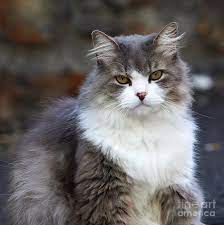 Their head is made of a series of heart shapes keiger says. Honey Eyed Gray And White Long Hair Cat Photograph By Pablo Avanzini