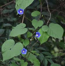 Image result for Ipomoea parasitica