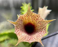 Image result for Huernia hislopii