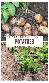 How To Grow Potatoes Tips For Planting Growing Complete Guide Growing Potatoes Planting Potatoes Growing Vegetables In Pots