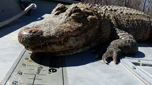 Maybe you would like to learn more about one of these? Gator Found Along Catawba River Fox 46 Charlotte