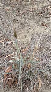 Image result for Dichanthium