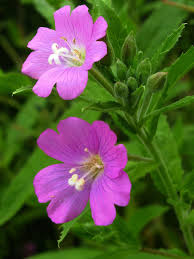 Image result for Epilobium hirsutum