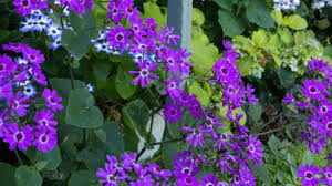 Image result for Cineraria deltoidea