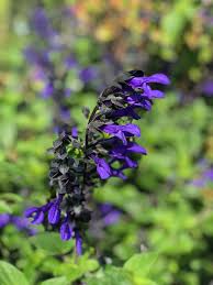 Fleur Fleurs Plante Plantes Plantearomatique Jardin Jardinage Truffaut Avec Images Plante Exterieur Jardins Plantes Aromatiques