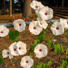 Image result for Ipomoea marginata