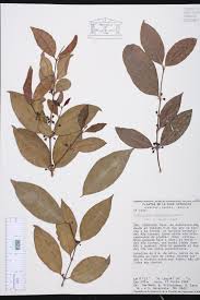Image result for Cassipourea
