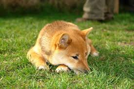 Advertise, sell, buy and rehome japanese shiba inu dogs and puppies with pets4homes. A Guide To Shiba Inu Training Canna Pet