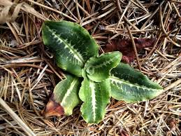 Image result for Goodyera