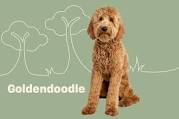 Goldendoodle Dog Breed Information & Characteristics
