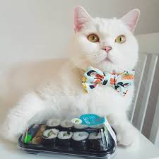 Gotags has another option cool cat shaped safety buckle and d ring for the personalized tag. The Cutest 7 Best Cat Collars You Must Get For Your Kitty Fluffy Kitty